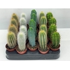 CACTUS GEM