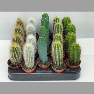 CACTUS GEM