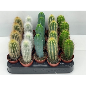 CACTUS GEM