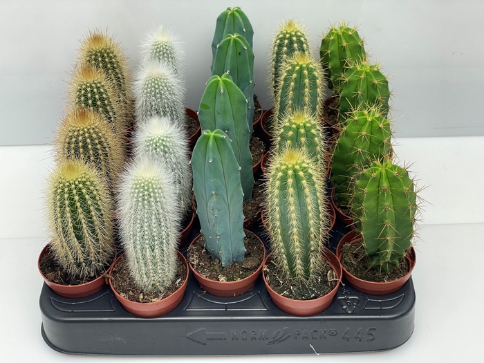 <h4>CACTUS GEM</h4>