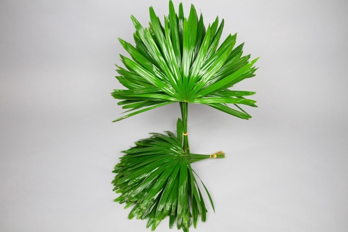 <h4>Raphis (air)</h4>