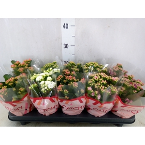 Kalanchoe blos.   ..rosebud mix  5