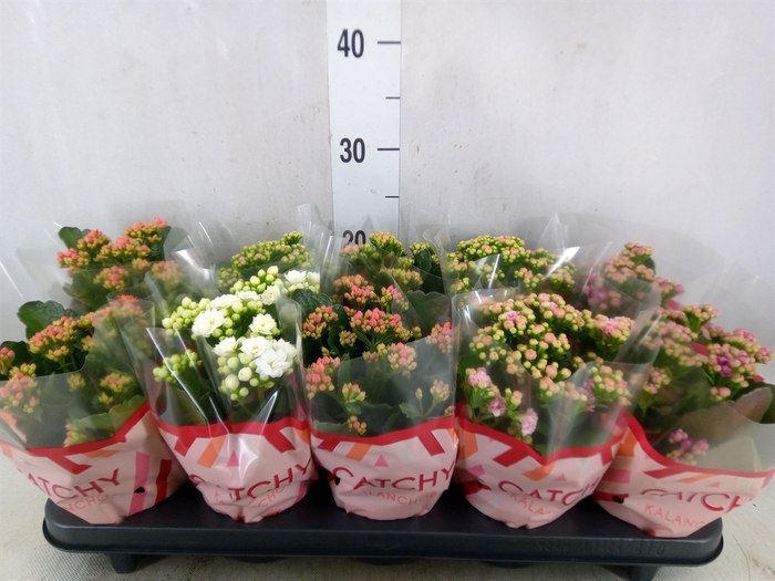 <h4>Kalanchoe blos.   ..rosebud mix  5</h4>
