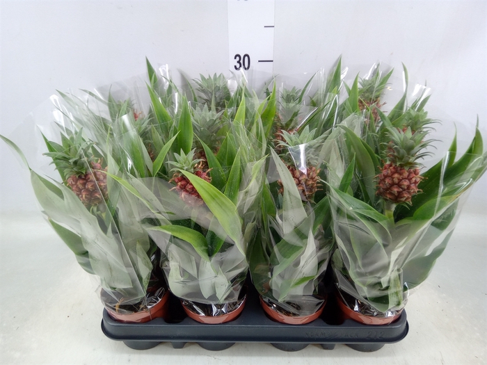 <h4>Ananas  'Rosita'</h4>