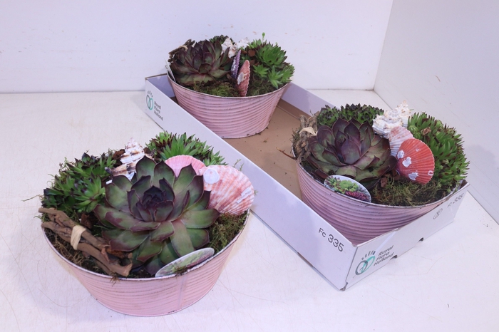<h4>ARR SEMPERVIVUM</h4>