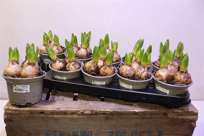 <h4>Hyacin White Pearl</h4>