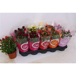 Chrysant Morelips Mix