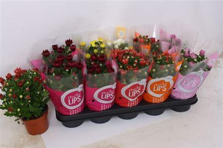 <h4>Chrysant Morelips Mix</h4>