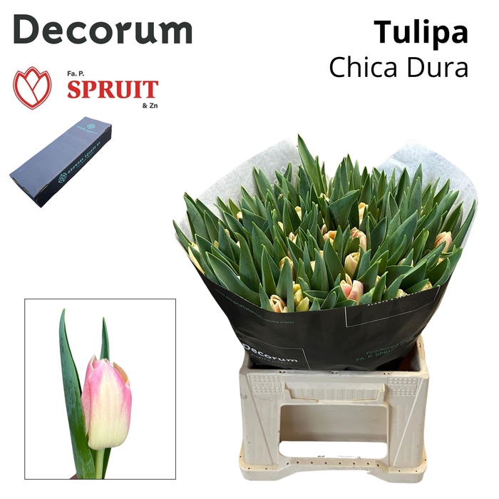 <h4>TU EN CHICA DURA M Box 50</h4>