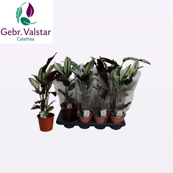 <h4>CALAT MA WHITESTAR</h4>