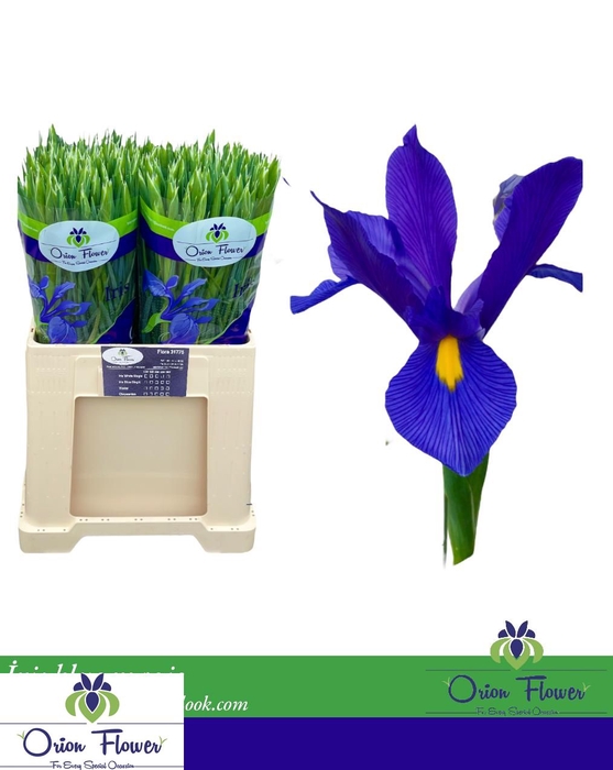 <h4>IRIS BLUE MAGIC</h4>