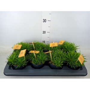 Senecio archeri 'Himalaya'