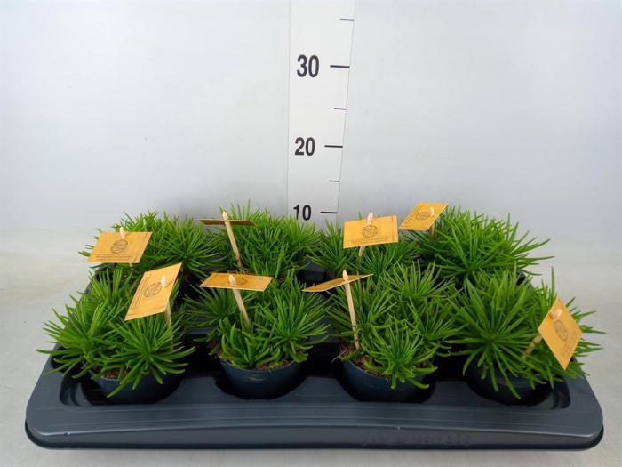 <h4>Senecio archeri 'Himalaya'</h4>