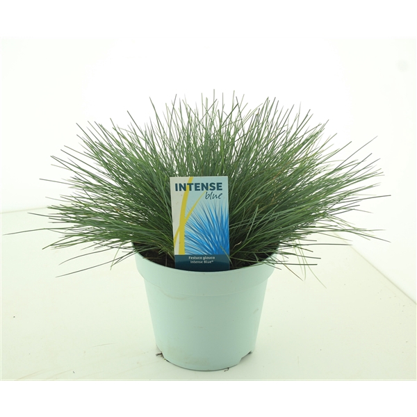 <h4>Festuca glauca Intense Blue®</h4>