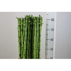 Lucky Bamboe Straight 90