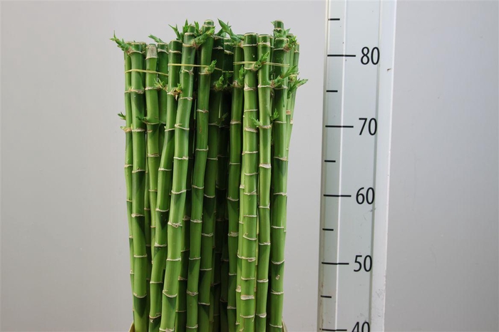 <h4>Lucky Bamboe Straight 90</h4>