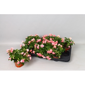 IMP FIESTA OLE PINK