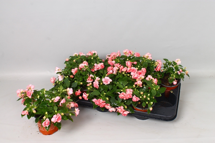 <h4>IMP FIESTA OLE PINK</h4>