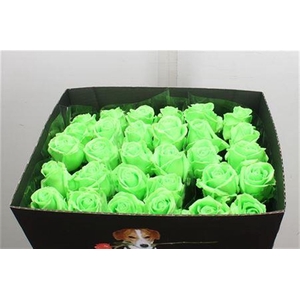 Wax-Rozen Wax Mint Groen w13