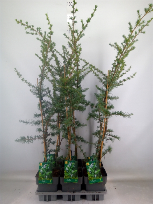 <h4>Cedrus libani 'Glauca'</h4>