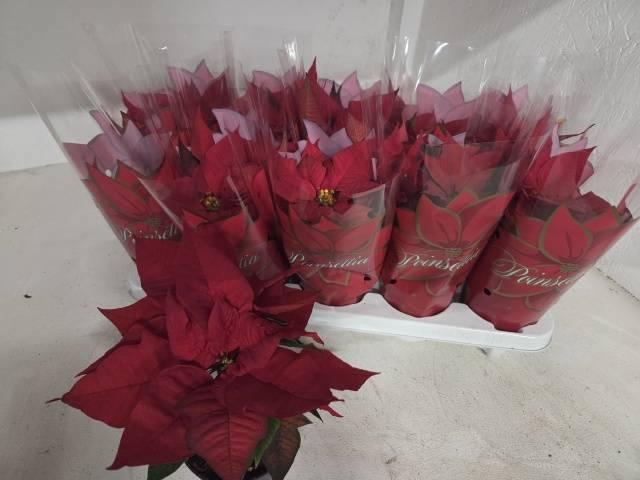 <h4>EUPHOR P MARS</h4>