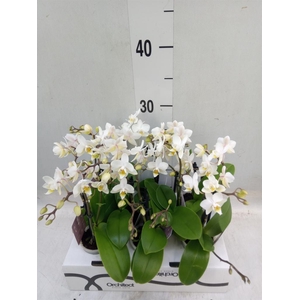 Phalaenopsis   ...mini