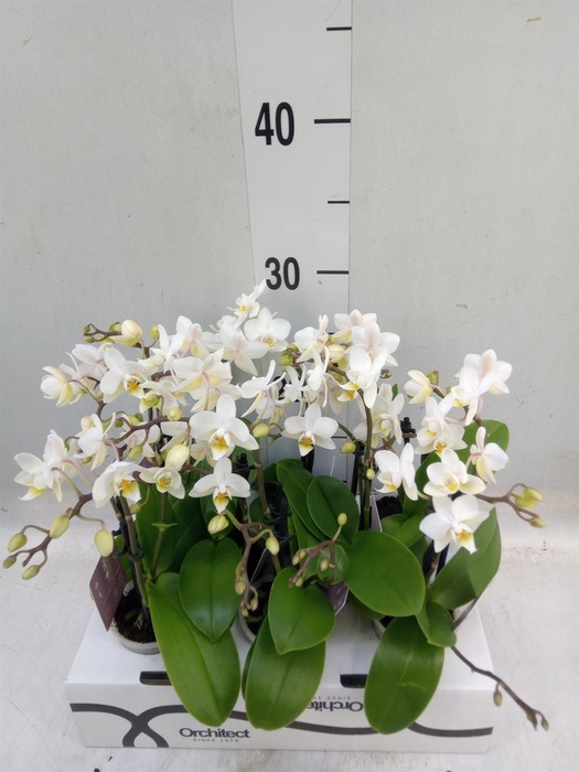 <h4>Phalaenopsis   ...mini</h4>