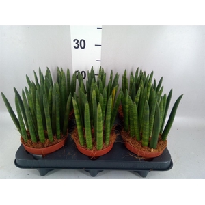 Sansevieria cyl.  ...