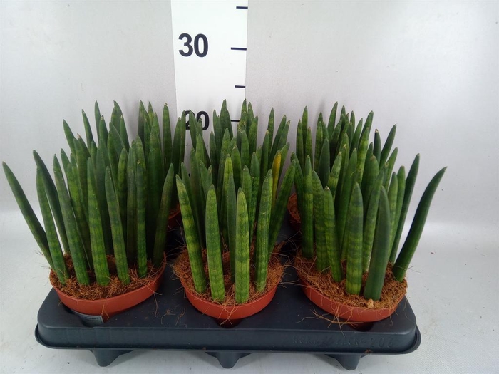 <h4>Sansevieria cyl.  ...</h4>
