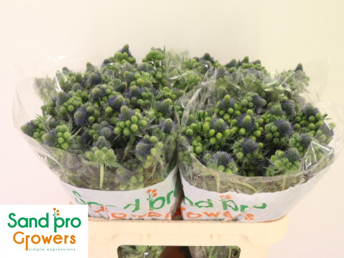 <h4>ERYN MAG GR LAGOON</h4>