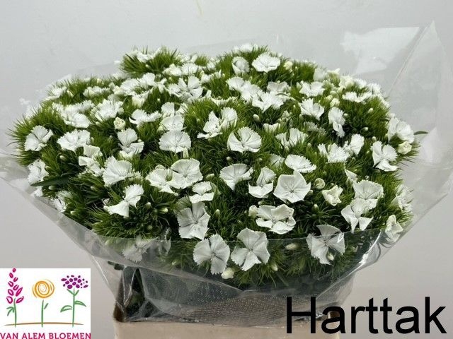 <h4>DI BARB S WILL WHITE</h4>