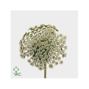Ammi Majus Visnaga Zaad