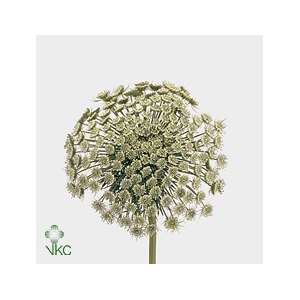 Ammi Vis Green Mist