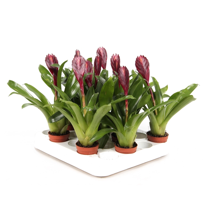 <h4>Vriesea Cathy</h4>