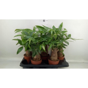 Pachira aquatica