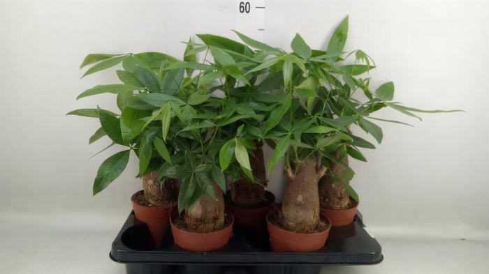 <h4>Pachira aquatica</h4>