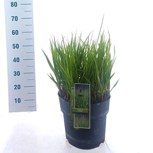 Panicum virgatum