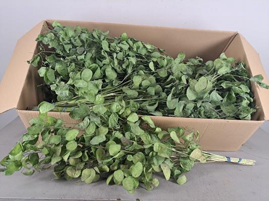 <h4>Df Lunaria Bs Natural</h4>