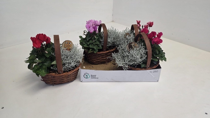 <h4>ARR TUINPLANTEN</h4>
