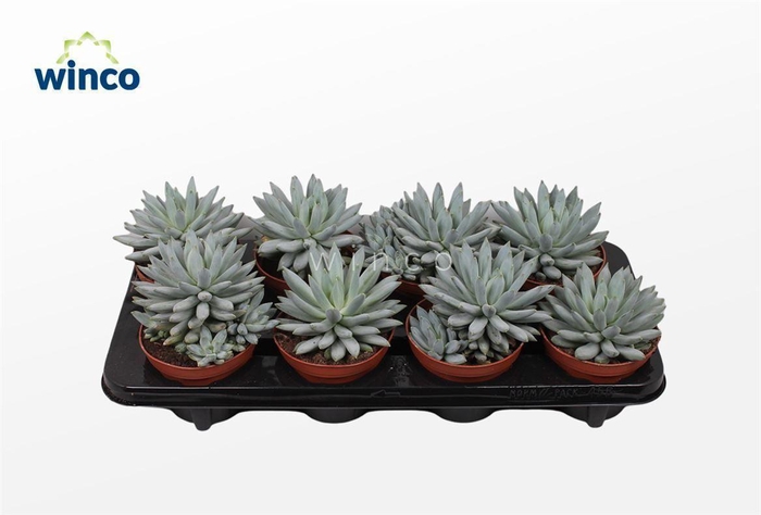 <h4>Echeveria Hookerii</h4>