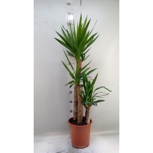 Yucca   ...