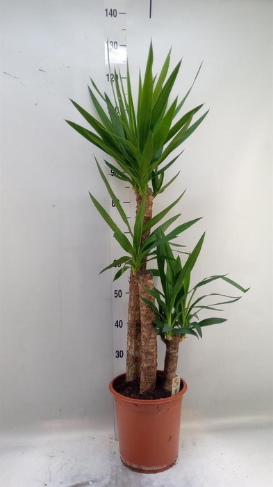 <h4>Yucca   ...</h4>