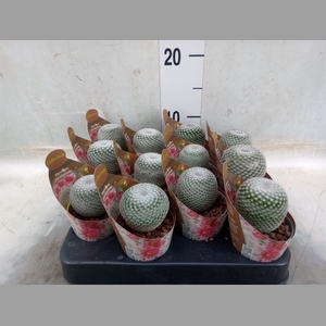 Mammillaria