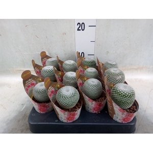 Mammillaria