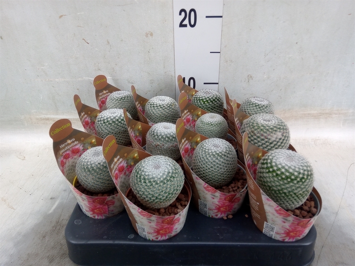 <h4>Mammillaria</h4>