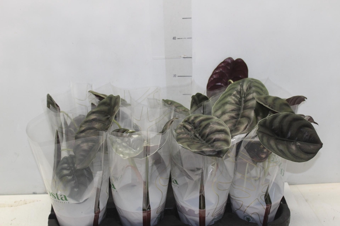 ALOCASIA CUPREA P12