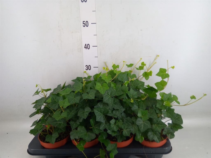 <h4>Hedera hibernica</h4>