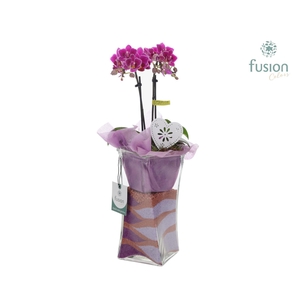 Glazen Twistervaas met Phalaenopsis