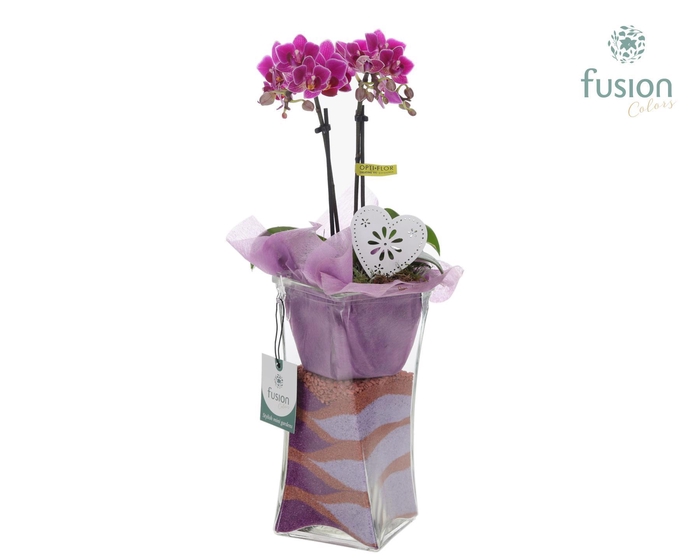 <h4>Glazen Twistervaas met Phalaenopsis</h4>