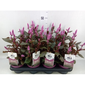 Celosia spic. 'Wild Pink'